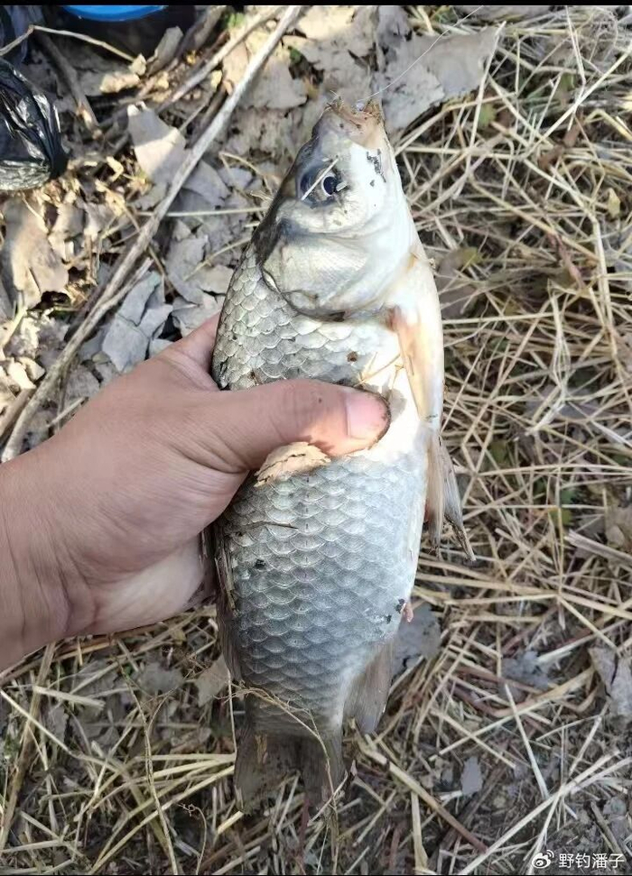 2026世界杯下注-下雪天钓鲫鱼，记住这 5 招，别人空竿你爆护！|水温|倒刺|粗线|极细|饵料_新浪体育_新浪新闻